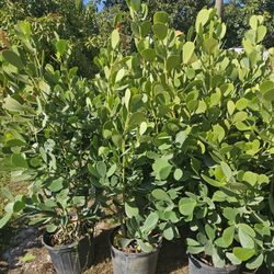 huge clusias podocarpus over 4 feet   instant privacy  Hedge  for fences 