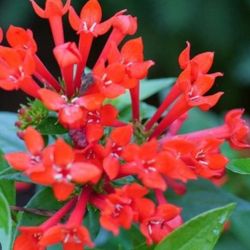 Red Spike Plants