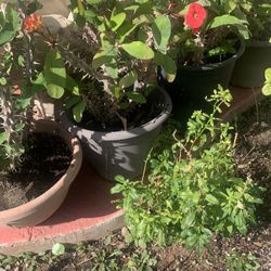 Corona De Cristo Plants 20$ Each