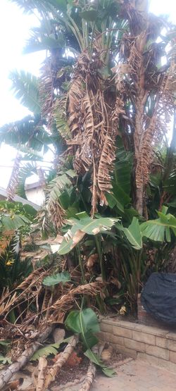 Landscape  and Maintenance 