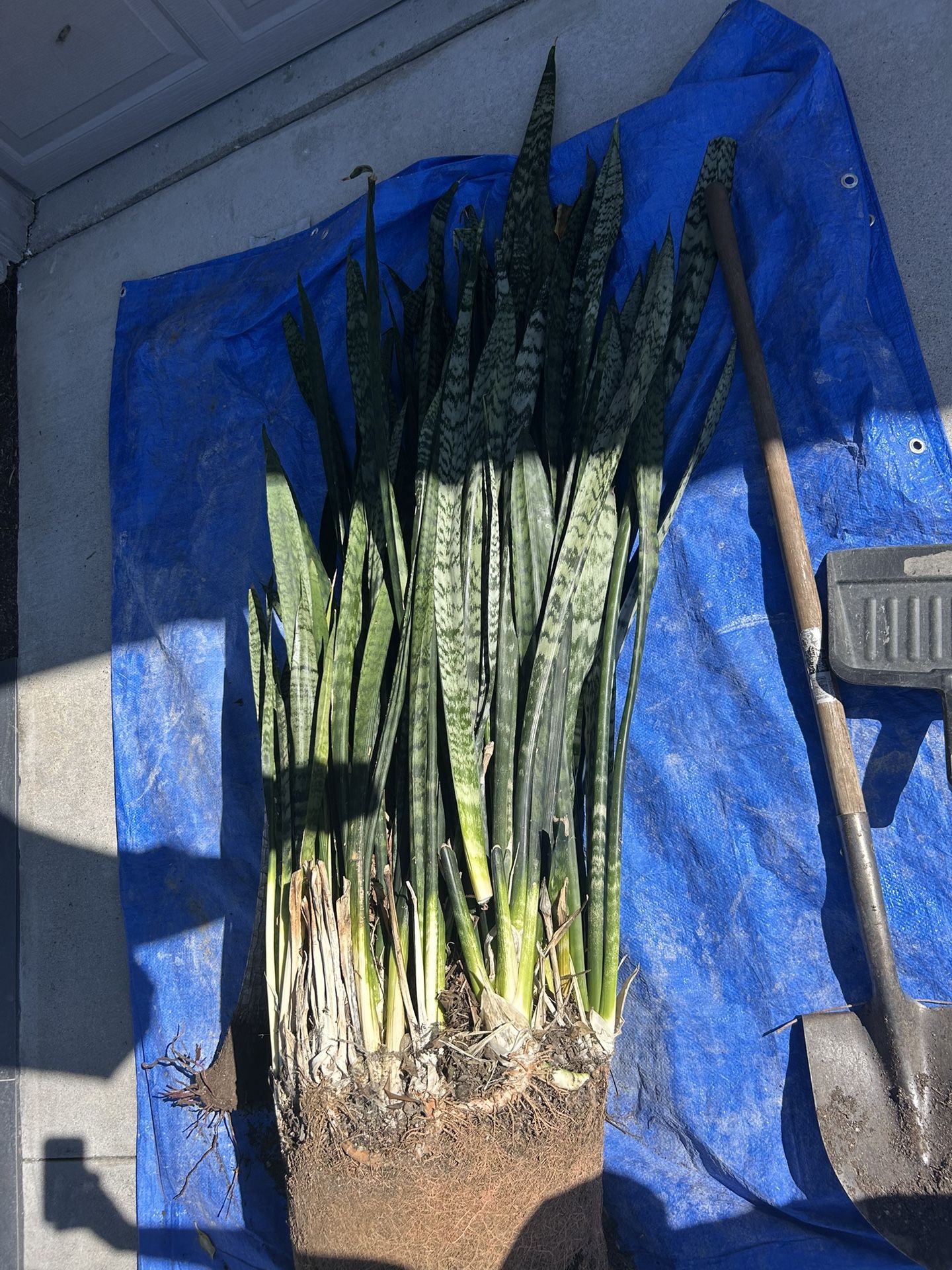 Snake Plant