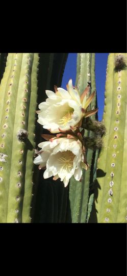 San Pedro Cactus