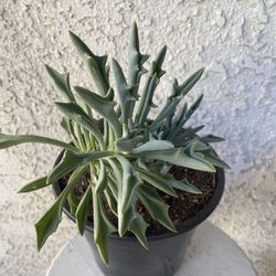 1.5 Gallon Pot Succulent Plant - Senecio Kleiniiformis - Spear Head - Rooted & Established - Drought Resistant 🪴 