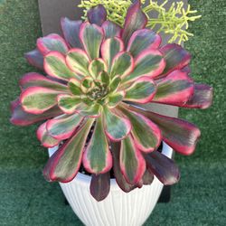 Succulent Beauty!!