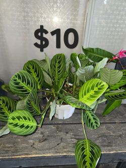 Lemon lime maranta