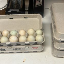 Fresh Duck Eggs