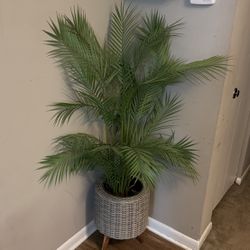Home Decor Plant 