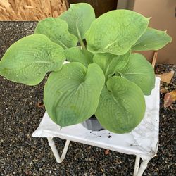 Outdoor Plant 