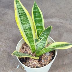 This Plant Image Is The SNAKE PLANT 