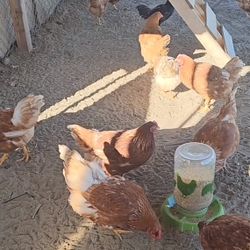 Organic pasture Raised Eggs