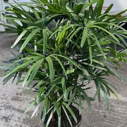 Lady palms  tree all sizes available staring  $80