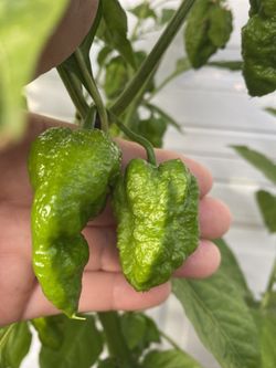 Planta De Chile Fantasma Con Muchos Chiles Ahora , Está Creciendo En Maceta De (5 Gallones Puede Recogerla En La Ciudad De Whittier