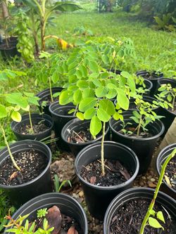 Moringa Tree Seedlings in Black Nursery Pots