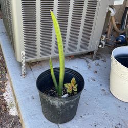 Rare Natural Plant $10