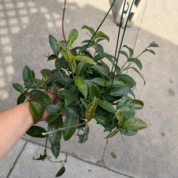 6” hoya carnosa splash