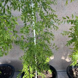 Jujube tree