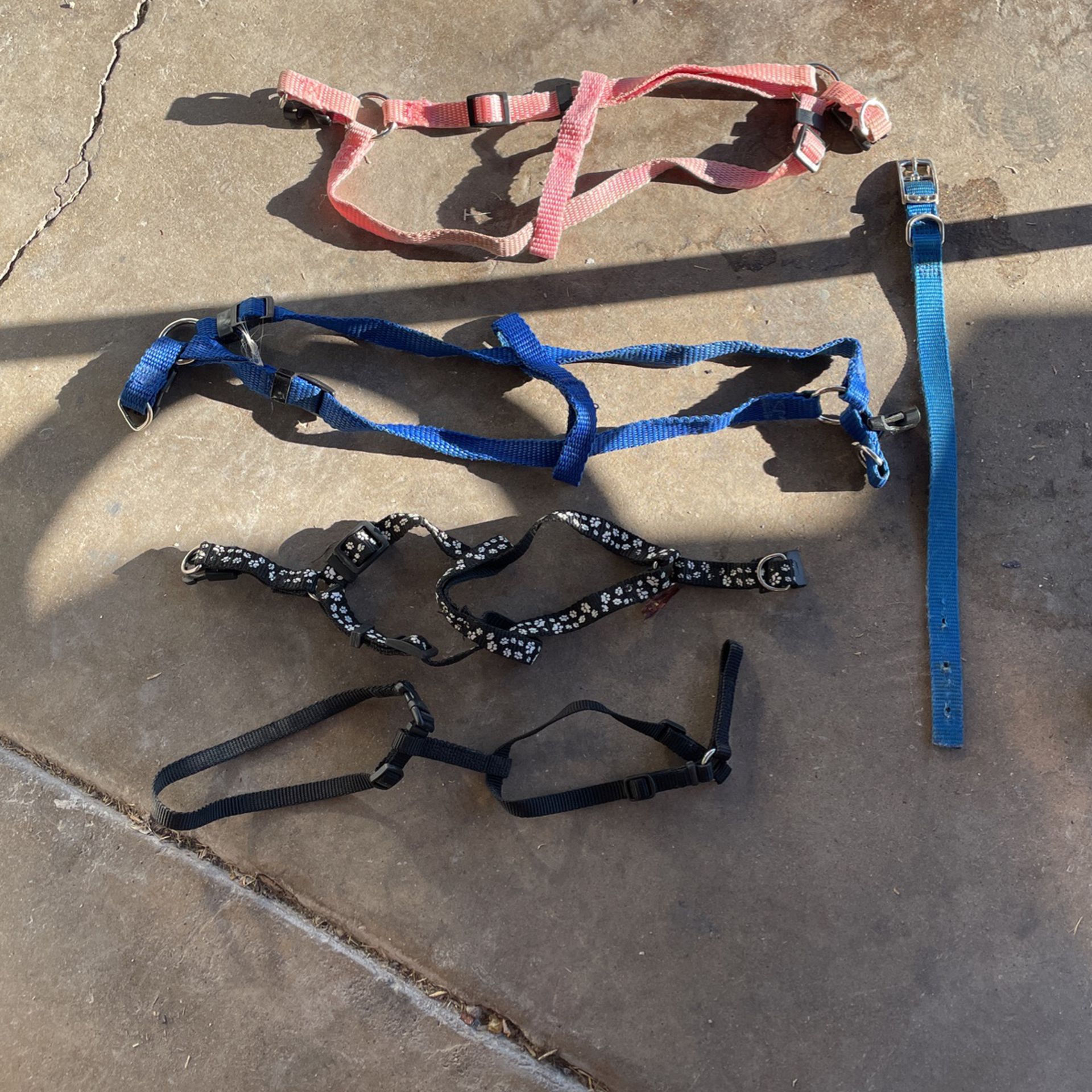 Harness/Leashes