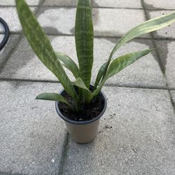 Snake Plant