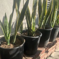 Assorted Tall Snake Plants 🌱 Large Black Pots