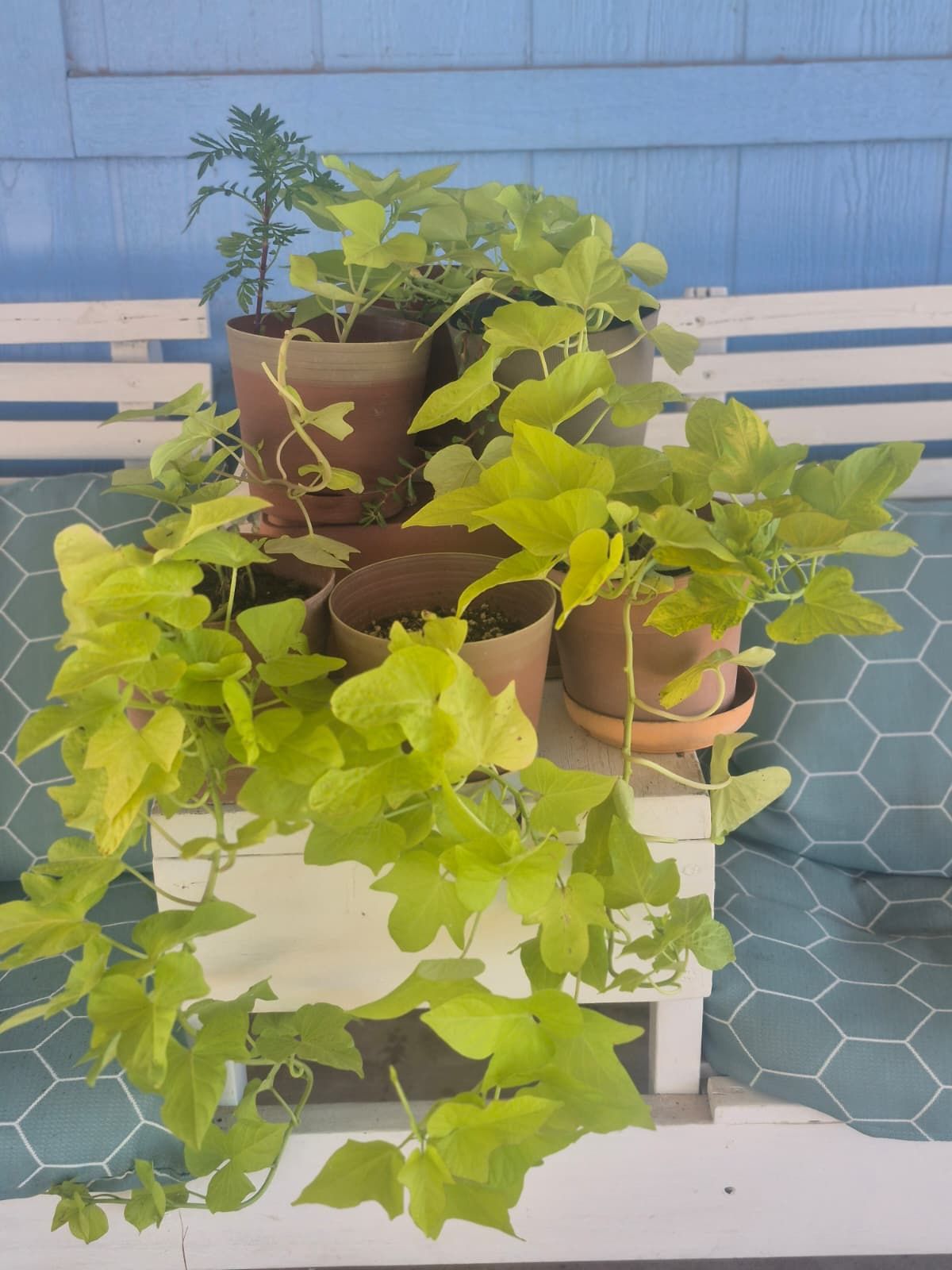 Potato Vine Plants $5 Each