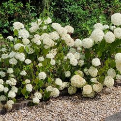 Pick A Bouquet Of Hydrangeas