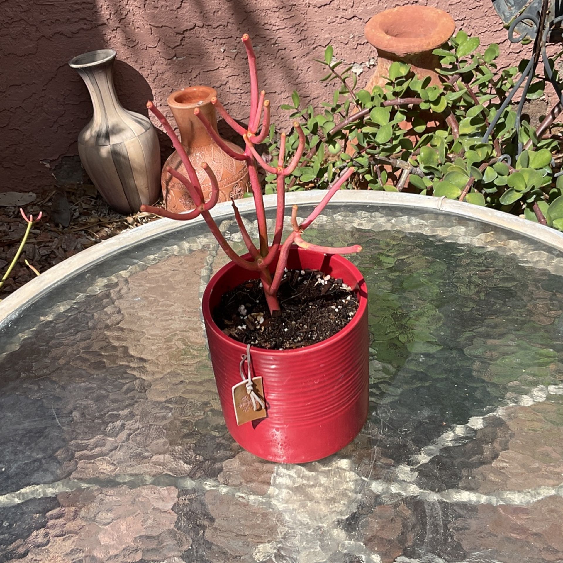 Firestick Cactus