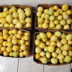 Limón Orgánico  20 La Caja 