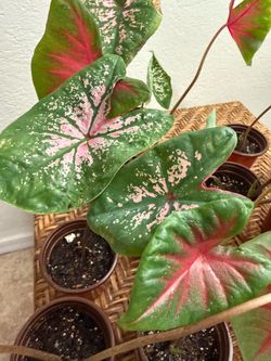 Houseplants Live Caladium Plants Colorful Home Decor 4” inch Pot - 5 each PHX