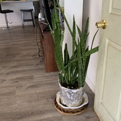 Snake Plants