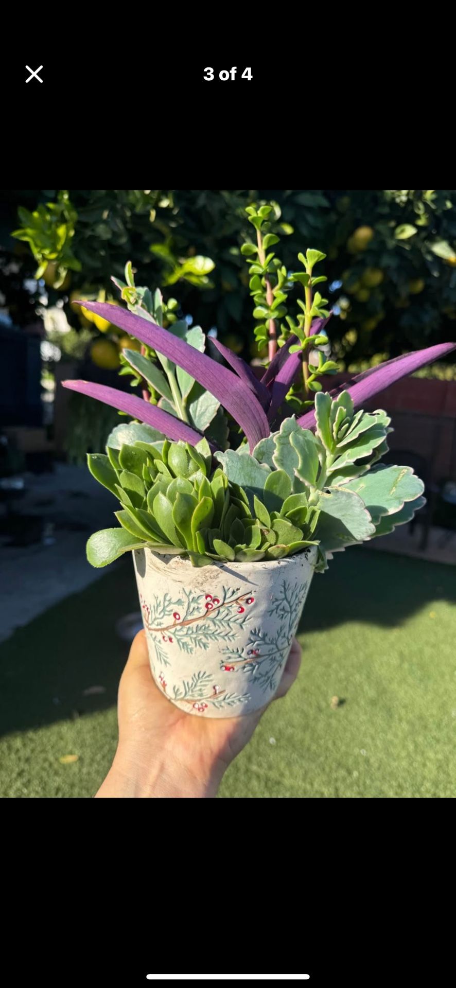 Very Beautiful Succulent