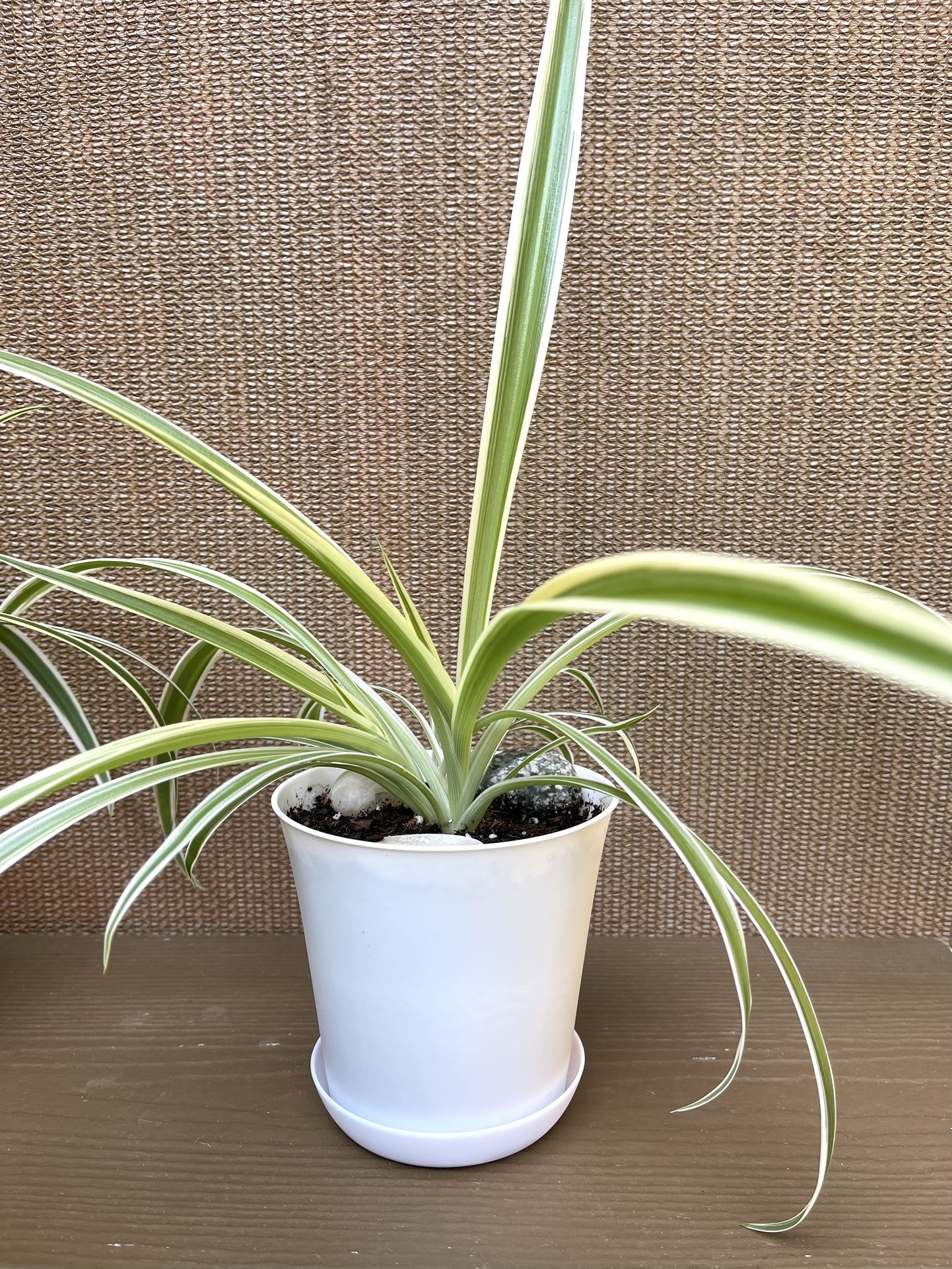 Spider House Plant In 4"pot With Saucer.