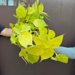 6” neon philodendron 
