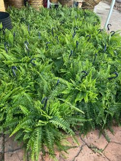 Ferns for Sale