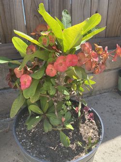 Crown of thorns