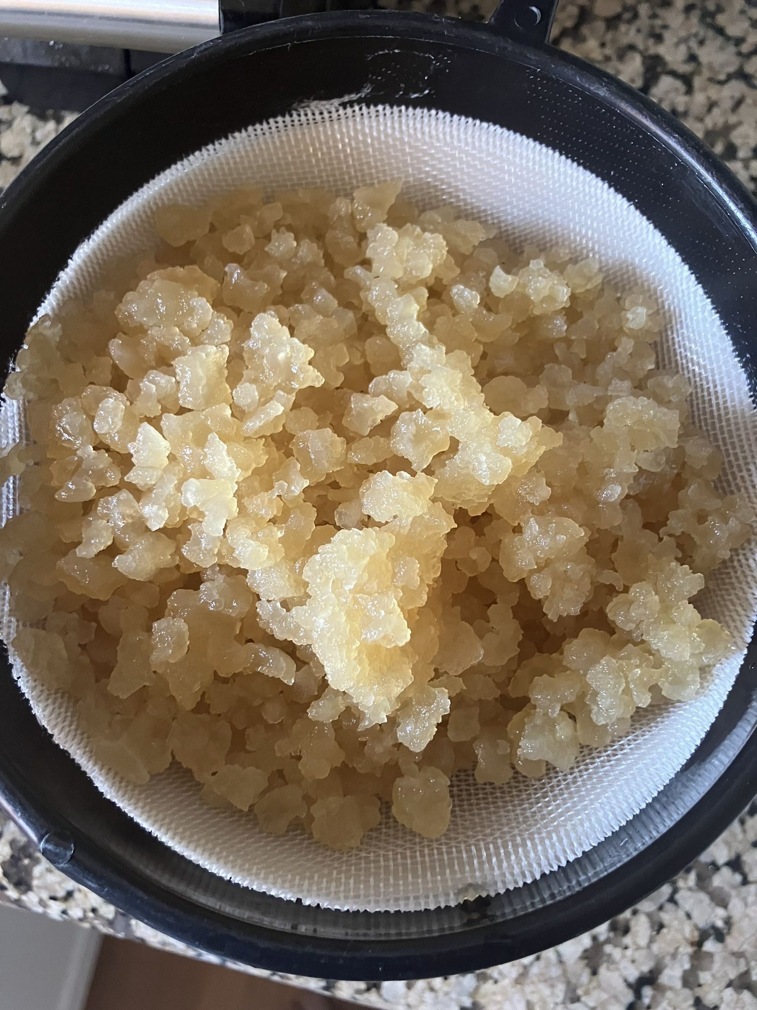 Water Kefir Grains Starter