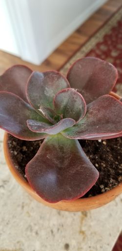 succulent plants