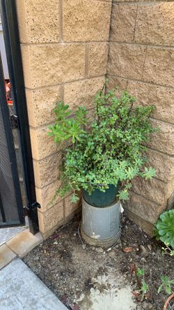 Suculenta Plant 3 In1
