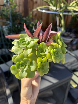 Succulents In pot 