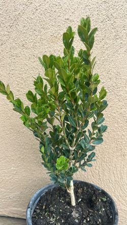 Winter Gem  Boxwood 