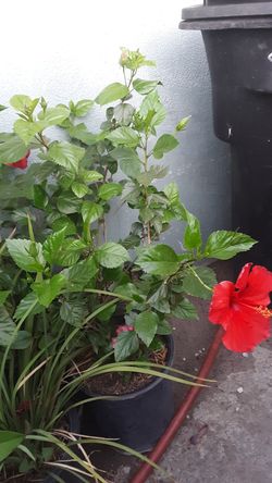 Plantas