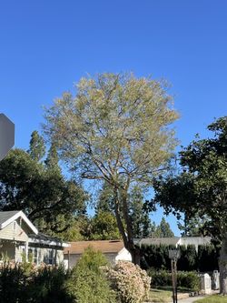 Trees
