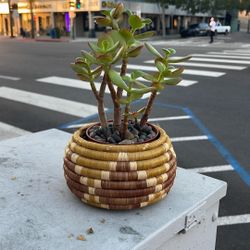 Jade tree with a nice hand made basket 