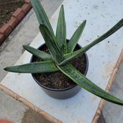 Gasteria Succulent