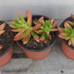 Sedum Adolphi Succulent Plants 🪴 $3 Each