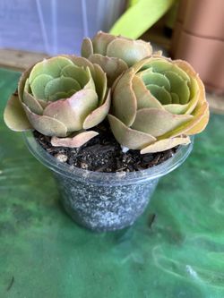 Succulent Starter