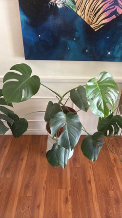Monstera plant