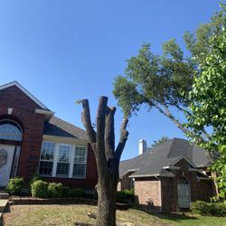 GOOD PRICE ON 🌳🌳