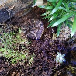 Pictures Of Pac-Man Frog!