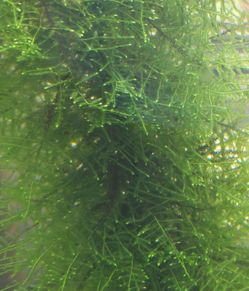 Moss for shrimp aquarium