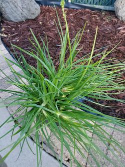 Bulbine Frutescens succulent